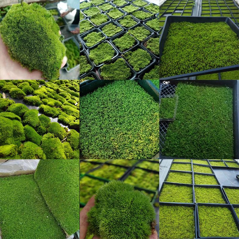 义乌市槿芃工艺品有限公司
