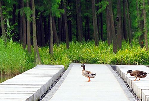 棠樾麒麟湖,东莞/景观