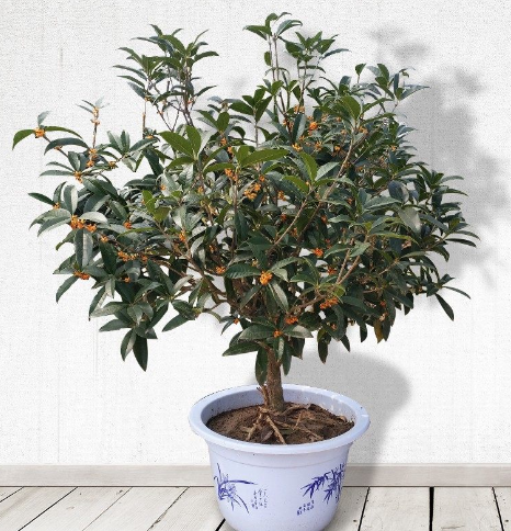 嫁接桂花树苗八月四季桂丹桂金桂沉香桂开花盆栽桂花庭院植物