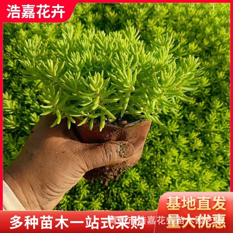 青州市浩嘉花卉苗木园艺场