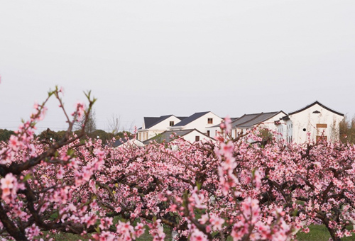上海“乡村振兴示范村” – 吴房村，上海/建筑
