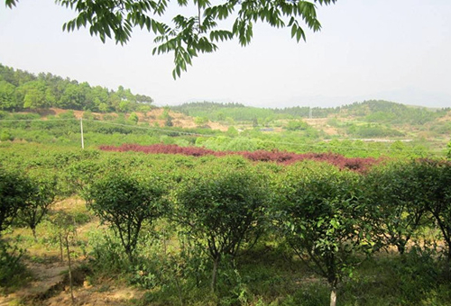 清水河山地绿化，呼和浩特/景观