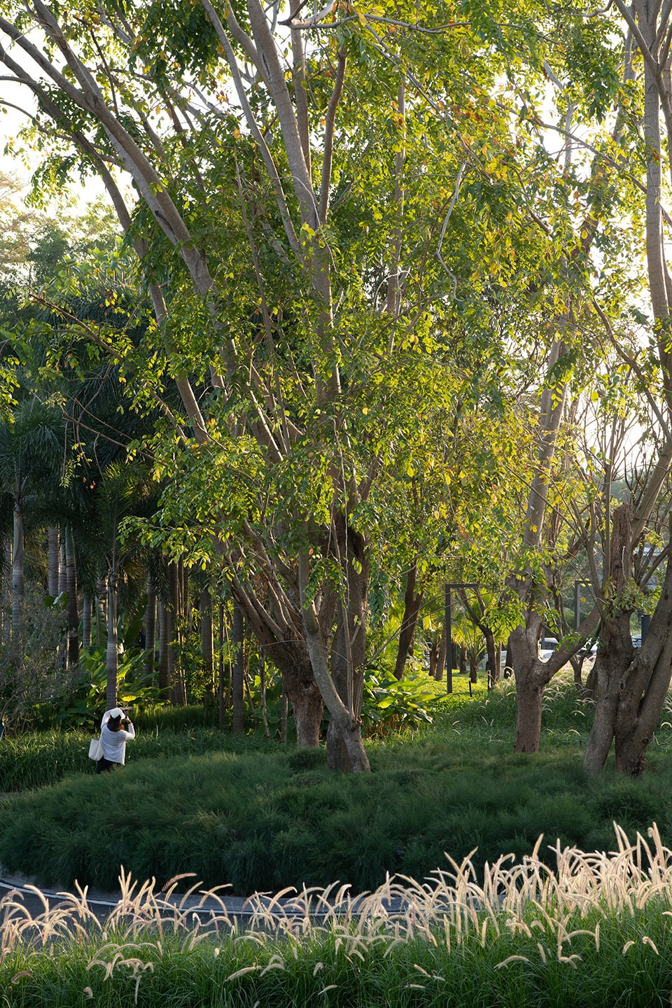三亚观岚花园 / 致舍景观